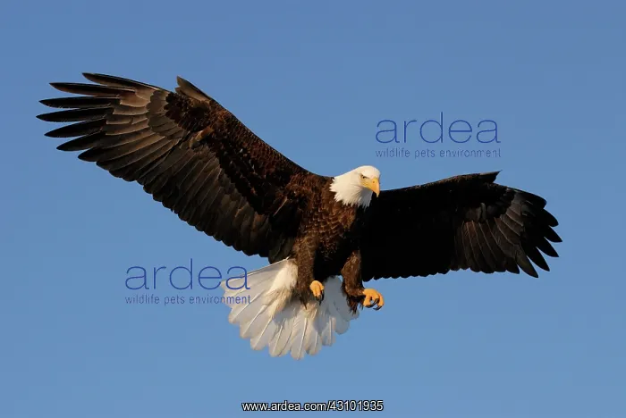: Bald Eagle hovering : Bald Eagle hovering