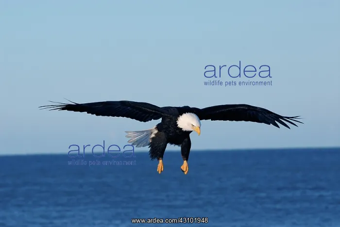: Bald Eagle hovering : Bald Eagle hovering