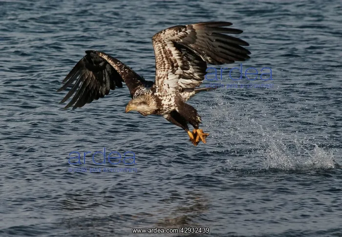 : Bald Eagle - Immature fishing the waters of Homer Alaska : Bald Eagle - Immature fishing the waters of Homer Alaska