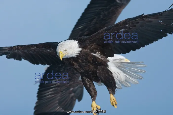 : Bald Eagle - Kenai Peninsula : Bald Eagle - Kenai Peninsula