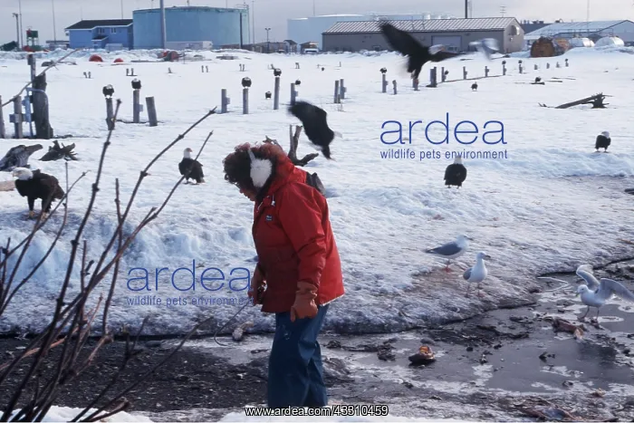 : BALD EAGLE LADY & EAGLES - in snow : BALD EAGLE LADY & EAGLES - in snow