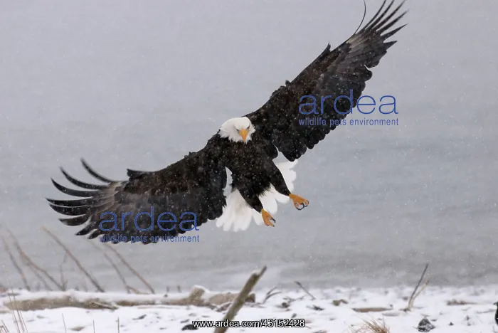 : Bald Eagle landing : Bald Eagle landing