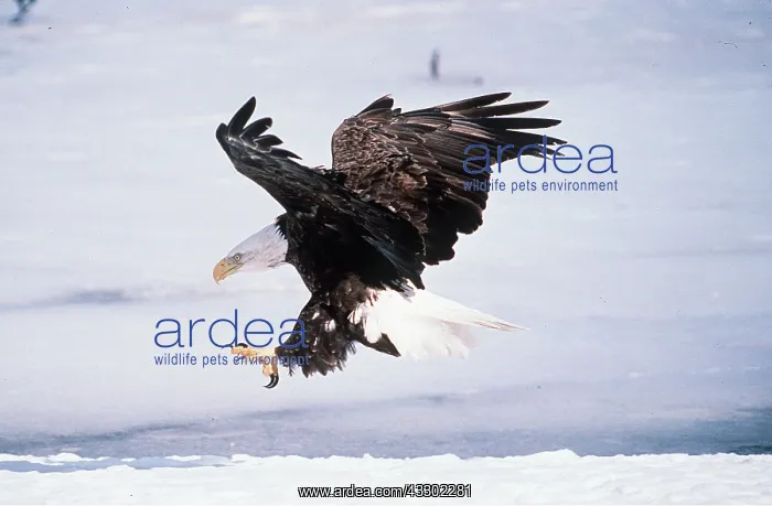 : BALD EAGLE - landing : BALD EAGLE - landing