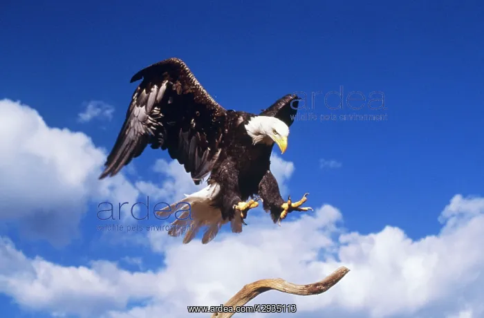: Bald EAGLE - landing on branch : Bald EAGLE - landing on branch