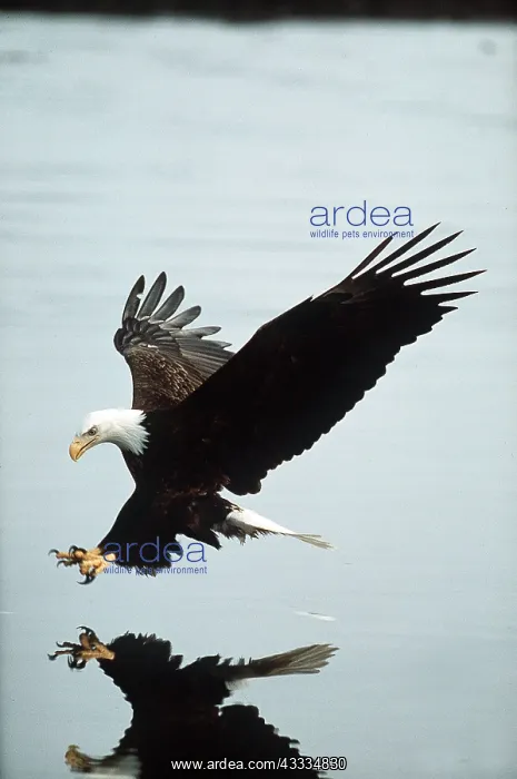  : BALD EAGLE - landing on water