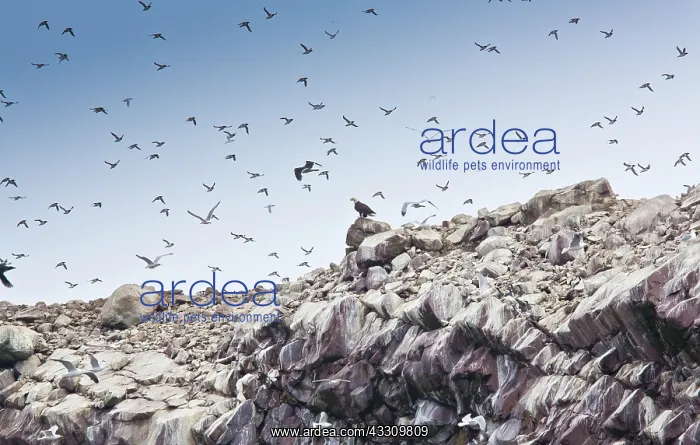 : Bald Eagle - Male - predating guillemots at Witless : Bald Eagle - Male - predating guillemots at Witless