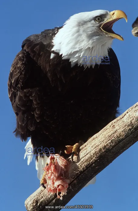 : BALD EAGLE - with meat, beak open : BALD EAGLE - with meat, beak open