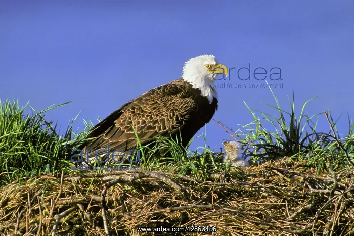 : Bald Eagle - Mother and very young chick at nest : Bald Eagle - Mother and very young chick at nest