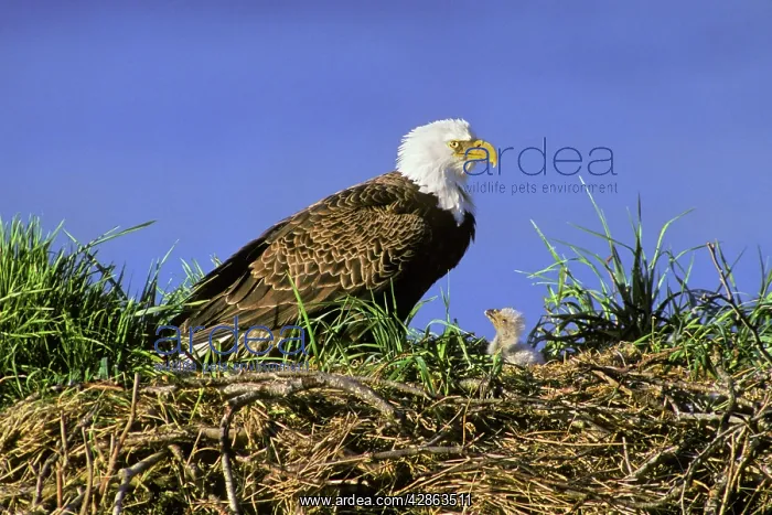 : Bald Eagle - Mother and very young chick at nest : Bald Eagle - Mother and very young chick at nest