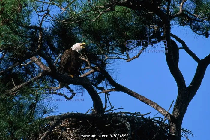 : Bald Eagle at Nest : Bald Eagle at Nest