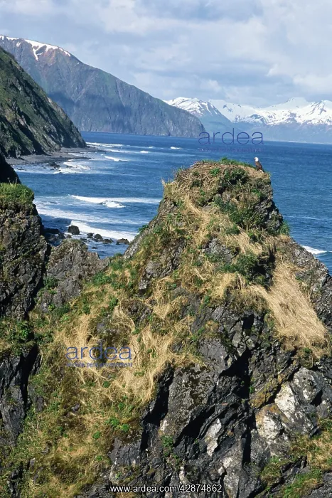  : Bald Eagle - nest along coastal shore of Kodiak Island