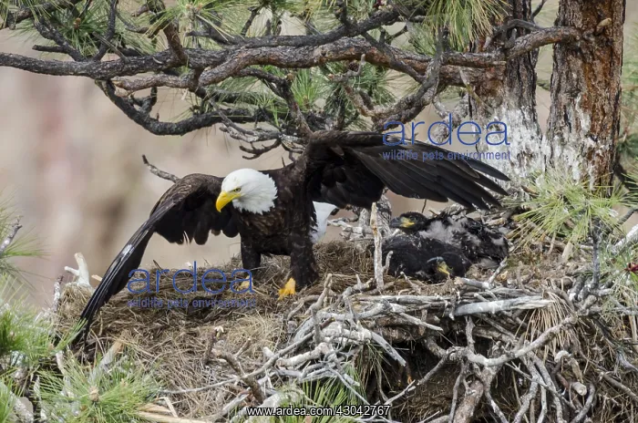 : Bald Eagle Nest (Haliaeetus leucocephalus)--adult : Bald Eagle Nest (Haliaeetus leucocephalus)--adult