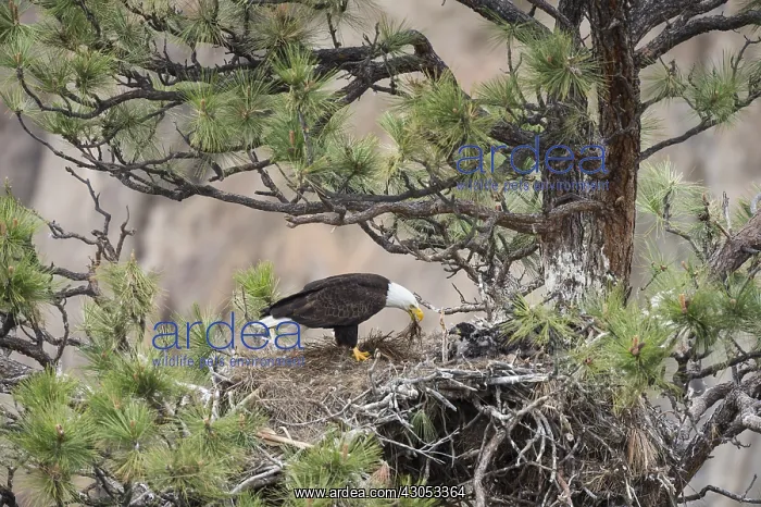 : Bald Eagle Nest (Haliaeetus leucocephalus)--adult : Bald Eagle Nest (Haliaeetus leucocephalus)--adult