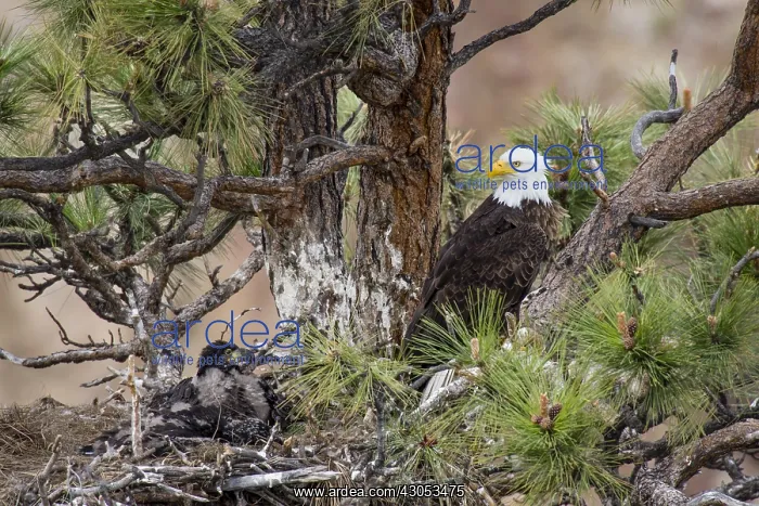 : Bald Eagle Nest (Haliaeetus leucocephalus)--adult : Bald Eagle Nest (Haliaeetus leucocephalus)--adult