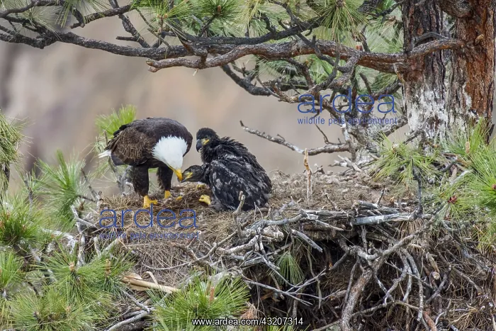 : Bald Eagle Nest (Haliaeetus leucocephalus)--adult : Bald Eagle Nest (Haliaeetus leucocephalus)--adult