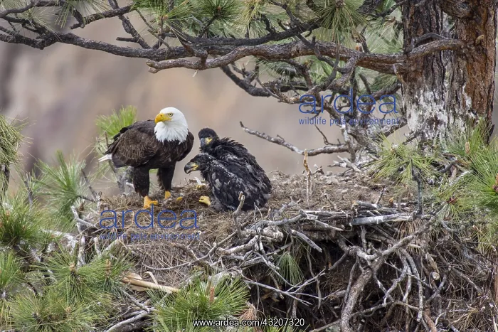 : Bald Eagle Nest (Haliaeetus leucocephalus)--adult : Bald Eagle Nest (Haliaeetus leucocephalus)--adult