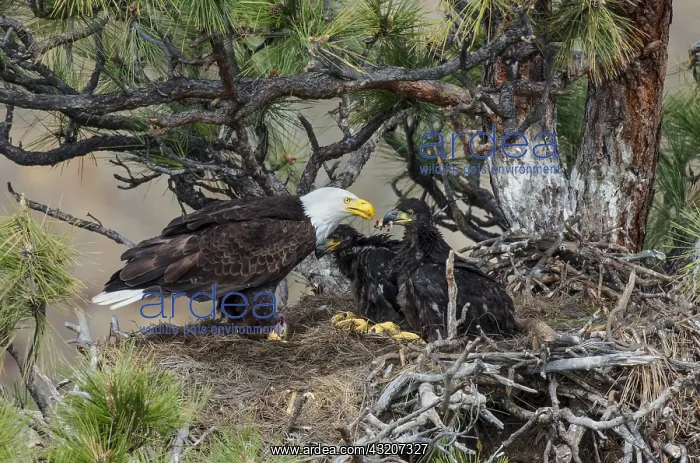 : Bald Eagle Nest (Haliaeetus leucocephalus)--adult : Bald Eagle Nest (Haliaeetus leucocephalus)--adult