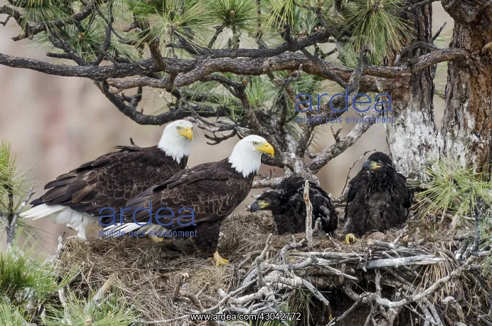 : Bald Eagle Nest (Haliaeetus leucocephalus)--both : Bald Eagle Nest (Haliaeetus leucocephalus)--both