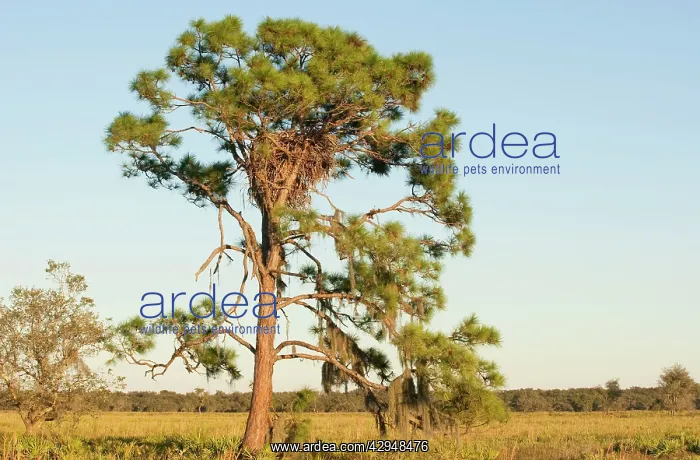 : Bald Eagle nest in tree : Bald Eagle nest in tree