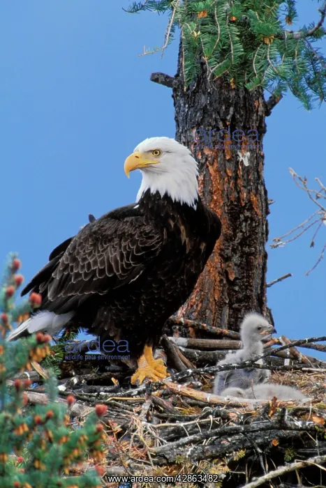 : Bald Eagle - At nest with young chicks : Bald Eagle - At nest with young chicks