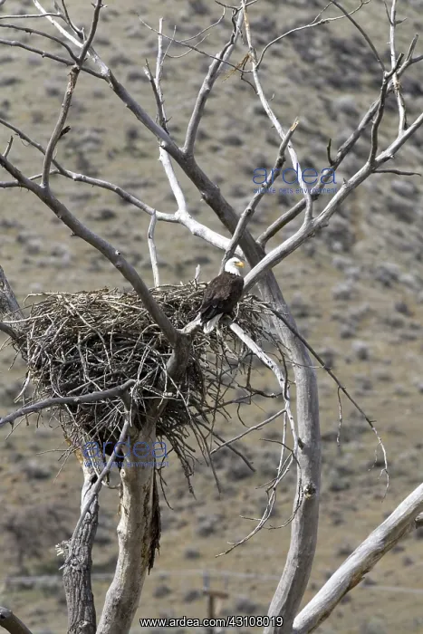 : Bald Eagle Nesting : Bald Eagle Nesting