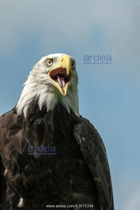 : Bald Eagle with open mouth (controlled conditions) : Bald Eagle with open mouth (controlled conditions)