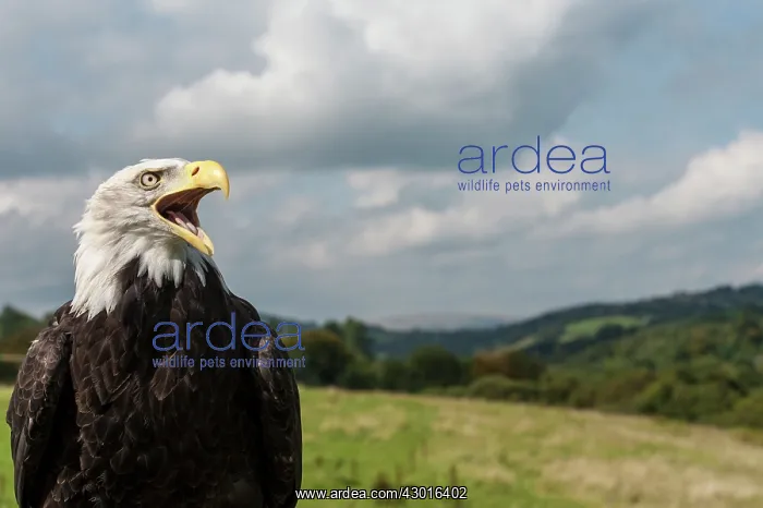 : Bald Eagle with open mouth (controlled conditions) : Bald Eagle with open mouth (controlled conditions)