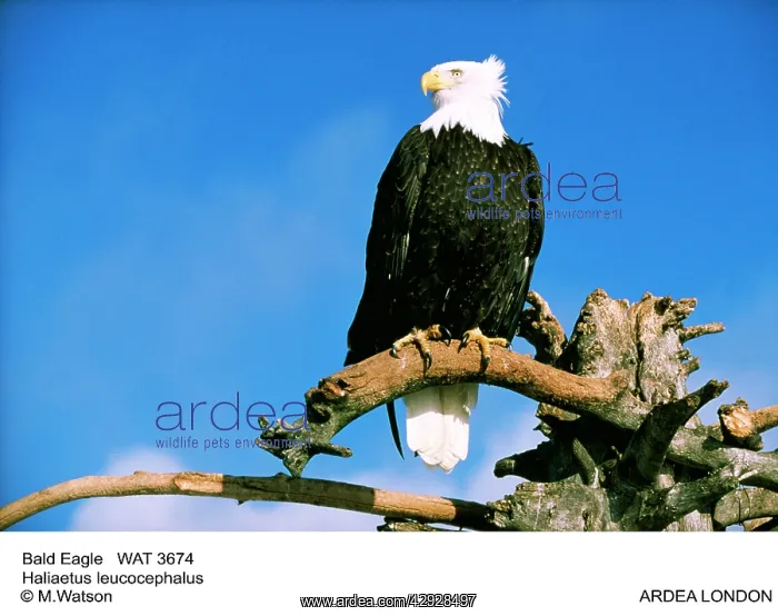 : Bald EAGLE - perched on branch : Bald EAGLE - perched on branch