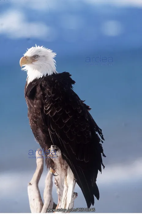 : BALD EAGLE - perched on branch : BALD EAGLE - perched on branch