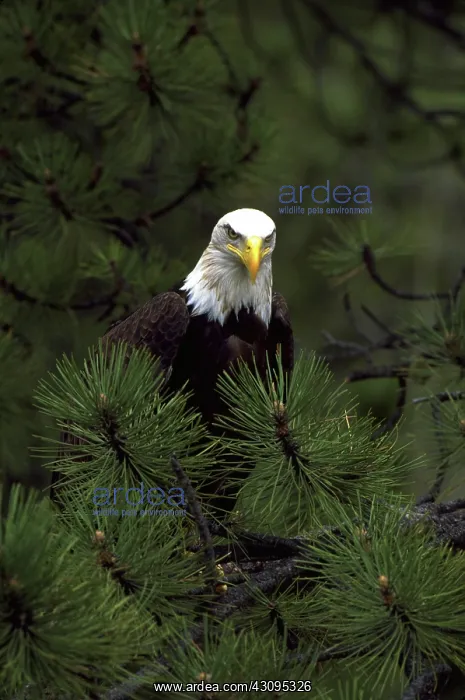 : Bald eagle perched in fir tree : Bald eagle perched in fir tree