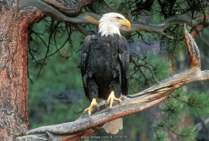 : Bald EAGLE - perched on Ponderosa Pine (Pinus ponderosa) : Bald EAGLE - perched on Ponderosa Pine (Pinus ponderosa)
