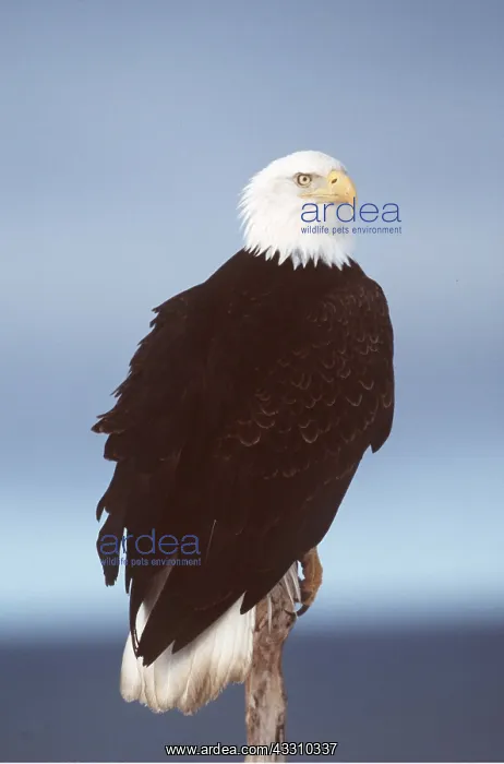 : BALD EAGLE - perched on post : BALD EAGLE - perched on post