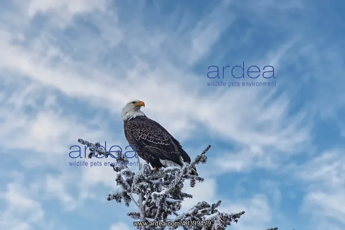: Bald eagle perched on a tree in the Lamar Valley : Bald eagle perched on a tree in the Lamar Valley