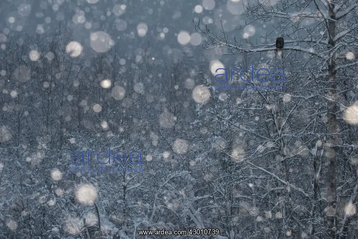 : Bald Eagle perched in tree in snowstorm Chilkat : Bald Eagle perched in tree in snowstorm Chilkat