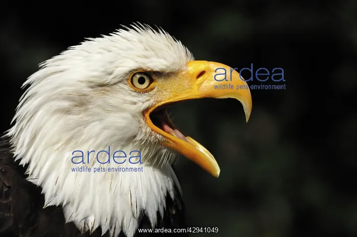 : Bald Eagle - portrait : Bald Eagle - portrait