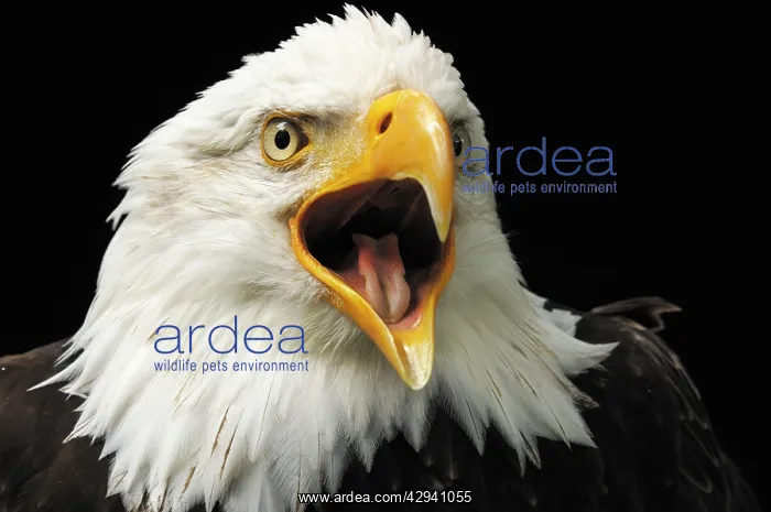 : Bald Eagle - portrait : Bald Eagle - portrait