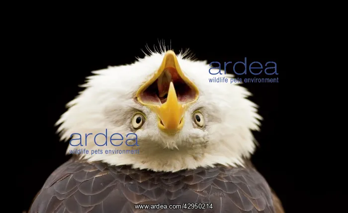 : Bald Eagle - Portrait, calling with head thrown back : Bald Eagle - Portrait, calling with head thrown back