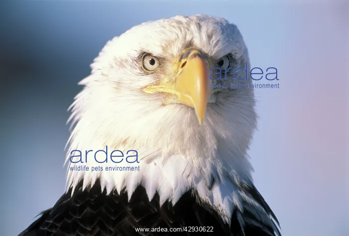  : Bald Eagle - portrait, close-up
