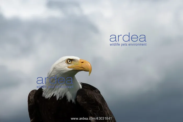 : Bald Eagle portrait and stormy sky : Bald Eagle portrait and stormy sky