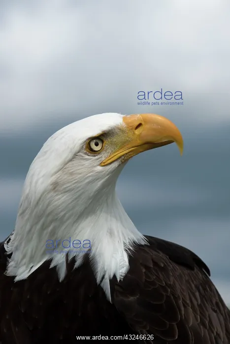 : Bald Eagle portrait and stormy sky : Bald Eagle portrait and stormy sky