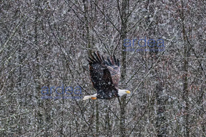  : Bald eagle during the Salmon Run along Nooksack