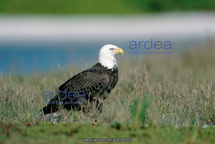 : Bald Eagle on Sandbar : Bald Eagle on Sandbar