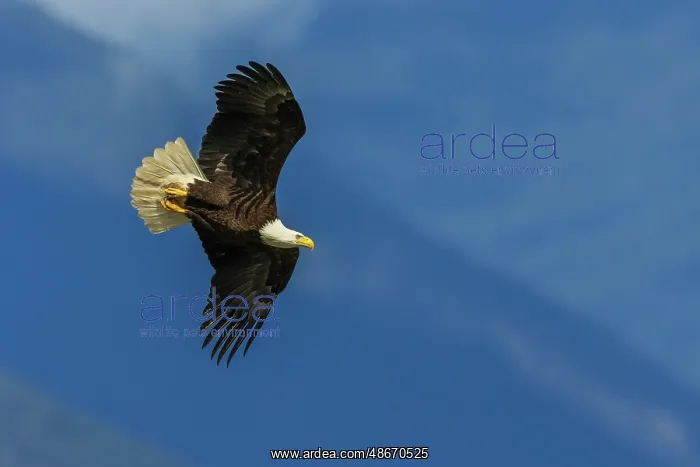: Bald eagle with sights on target, Washington State : Bald eagle with sights on target, Washington State