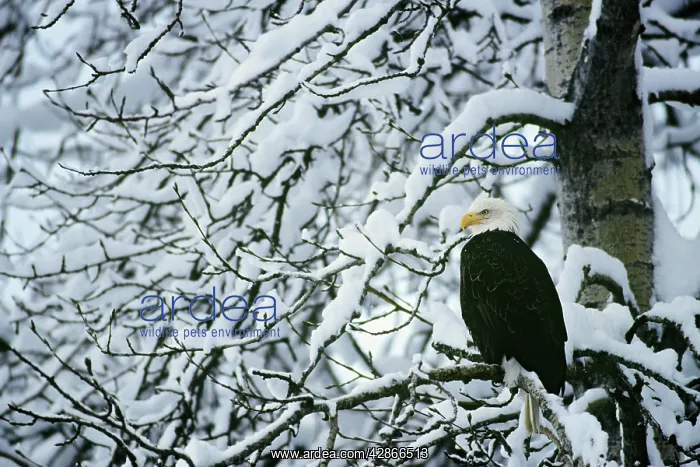 : Bald Eagle sitting in cottonwood tree after fresh snow : Bald Eagle sitting in cottonwood tree after fresh snow