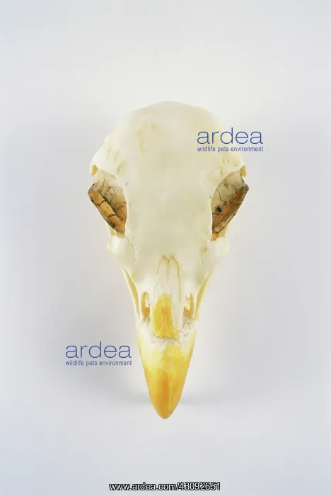 : Bald Eagle skull : Bald Eagle skull