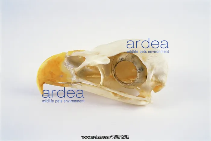 : Bald Eagle skull : Bald Eagle skull