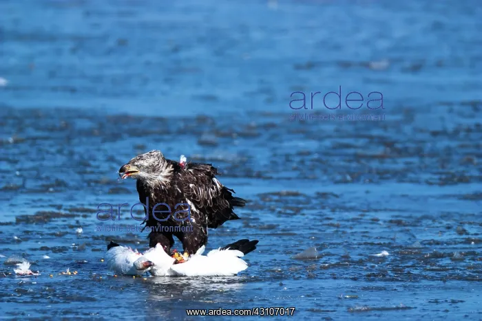  : Bald Eagle and Snow Goose