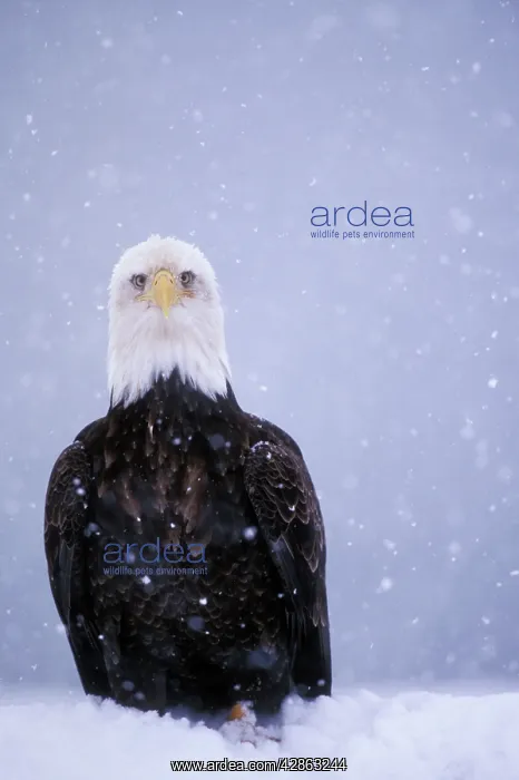 : Bald EAGLE - in snow storm : Bald EAGLE - in snow storm