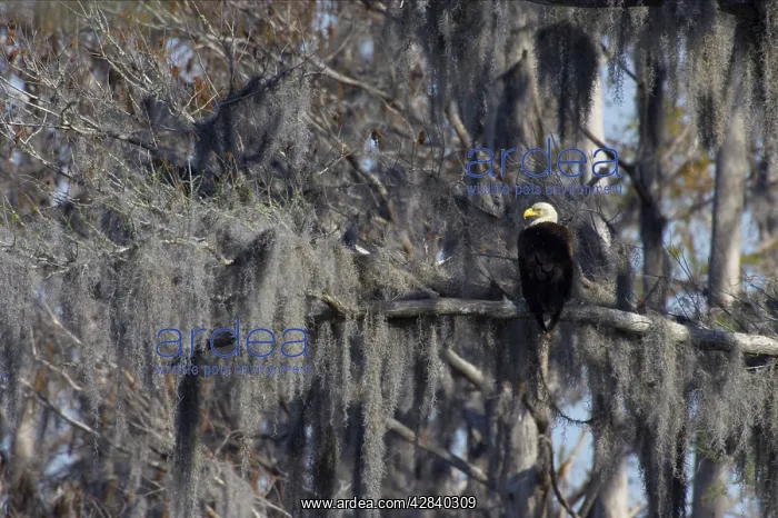 : Bald Eagle - in Spanish Moss / Vegetable Horsehair : Bald Eagle - in Spanish Moss / Vegetable Horsehair