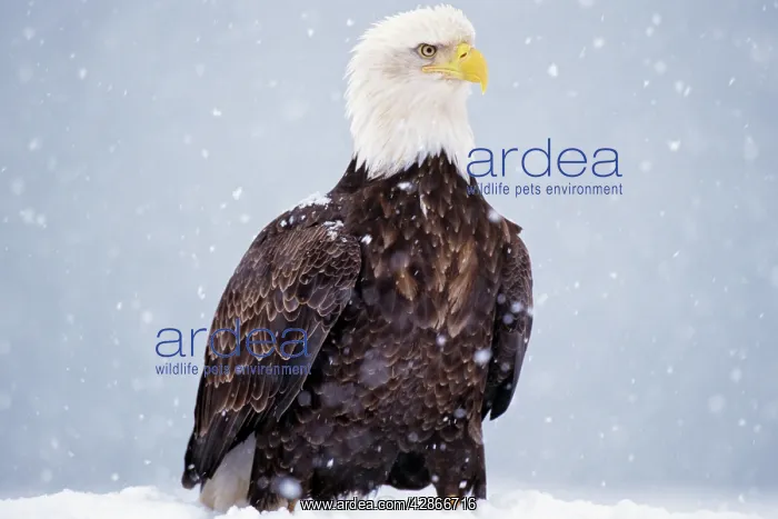: Bald Eagle - standing on ground during snowstorm : Bald Eagle - standing on ground during snowstorm